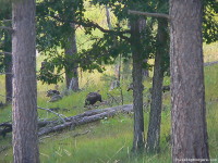 Custer State Park. Wild Turkey