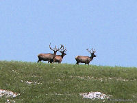 Elk near back roads of Wind Cave National Park