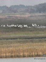 Juvenile Whooping Crane flock from boat near Aransas NWR