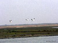 Whooping Cranes in air, from boat near Aransas NWR