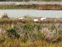Whooping Cranes with chick, from boat near Aransas NWR