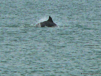 Dolphin off Mustang Island