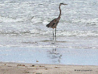 Padre Island National Seashore, Heron