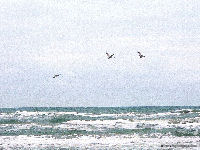 Padre Island National Seashore, Pelicans