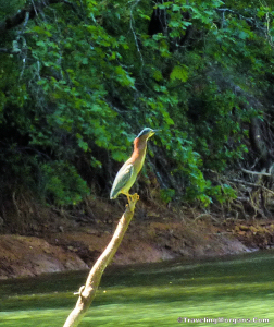 Unknown colorful bird