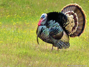 Wild Turkey Tom