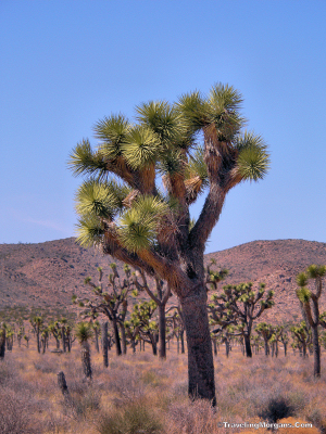 Joshua Tree NP, CA