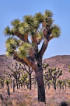 Joshua Tree NP, CA