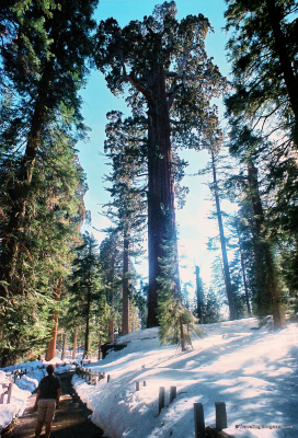 General Grant Tree, the second largest on earth