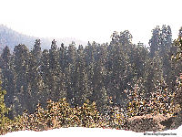 Worlds largest Sequoia Grove