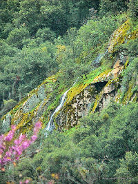 Seasonal Ribbon Falls