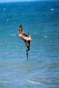 Pelican Diving.
