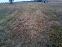 Wagon Tracks from Oregon Trail. Click for larger picture Wagon Tracks from Oregon Trail
