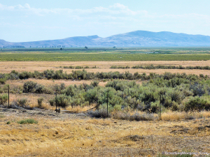 California Trail, spin off the Oregon Trail, in Nevada.