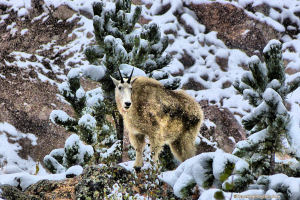 Snow in June with Mountain Goat.