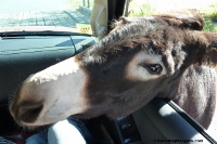 Beggin Burro with head in car.