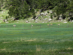 Pronghorn juvenile herdr