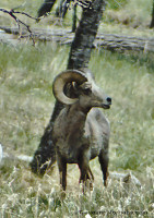 Bighorn Sheep