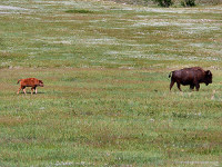 Bison and Calf