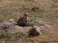 Prairie Dogs