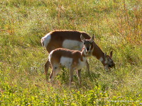 Pronghorn Pair
