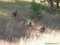 Wild Turkey