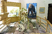 Small Faced Bear Skeleton at Mammoth Dig