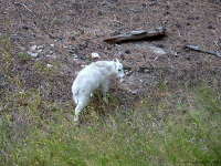 Baby Mountain Goat