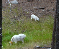 Mountain Goats