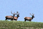 Elk in Wind Cave National Park, SD.