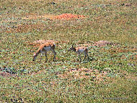 Pronghorn Antelope & Young