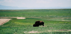 Badlands Bison