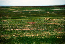Badlands Prairie Dog Town