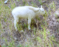 Baby Mountain Goat