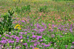 Roadside Wildflowers of the Hill Country near Fredericksburg TX.