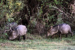 Javelinos in Big Bend National Park.