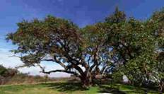 The Big Tree of Lamar is estimated to be over 2000 years old. It can be found in Goose Island State Park and is well worth a visit.